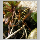 Polistes dominula - Haus-Feldwespe w11.jpg